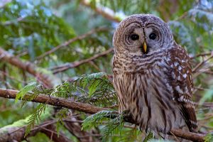 barred owls